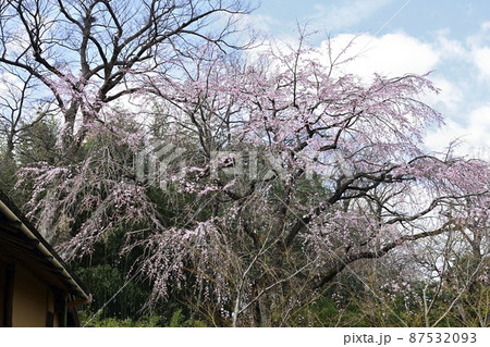 桂離宮　笑意軒の枝垂れ桜 87532093