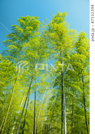 《京都府向日市》新緑の竹林 竹の径/ 87532399