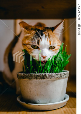 おしゃれなインテリアとかわいい猫 おしゃれなインテリアとかわいい猫 87532457