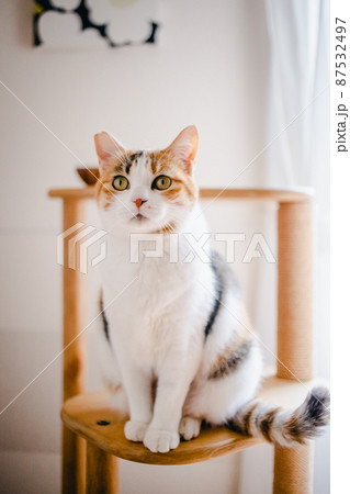 おしゃれなインテリアとかわいい猫 87532497