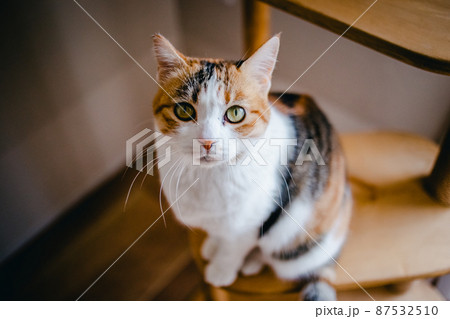 おしゃれなインテリアとかわいい猫 87532510