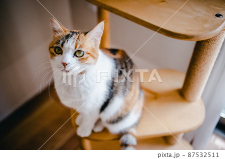 おしゃれなインテリアとかわいい猫 87532511