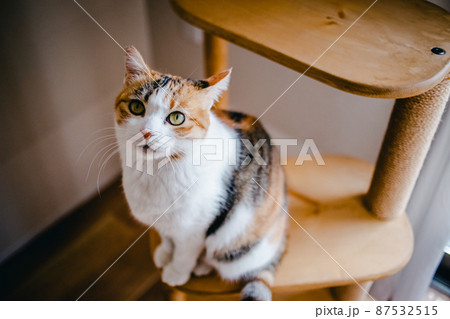 おしゃれなインテリアとかわいい猫 87532515