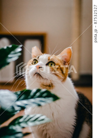 おしゃれなインテリアとかわいい猫 87532527