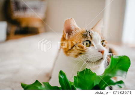 おしゃれなインテリアとかわいい猫 おしゃれなインテリアとかわいい猫 87532671