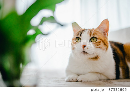 おしゃれなインテリアとかわいい猫 おしゃれなインテリアとかわいい猫 87532696
