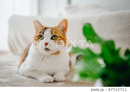 おしゃれなインテリアとかわいい猫 おしゃれなインテリアとかわいい猫 87532711