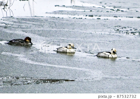 【滋賀】凍った池の割れ目を泳ぐ野鳥、白黒パンダカラーの「ミコアイサ」が何とも可愛い 【滋賀】凍った池の割れ目を泳ぐ野鳥、白黒パンダカラーの「ミコアイサ」が何とも可愛い 87532732