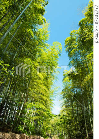 《京都府向日市》新緑の竹林 竹の径/ 《京都府向日市》新緑の竹林 竹の径/ 87532737