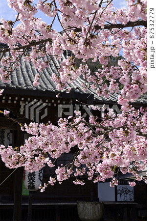 虚空蔵法輪寺　さくら 87532779