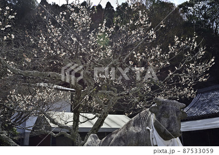虚空蔵法輪寺 白梅と狛牛 虚空蔵法輪寺 白梅と狛牛 87533059