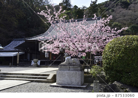 虚空蔵法輪寺　桜と狛虎 87533060