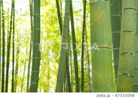 《京都府向日市》新緑の竹林 竹の径/ 87533098