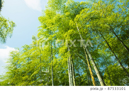 《京都府向日市》新緑の竹林 竹の径/ 87533101