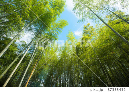 《京都府向日市》新緑の竹林 竹の径/ 87533452