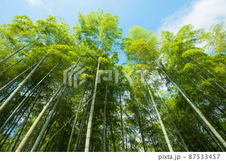 《京都府向日市》新緑の竹林 竹の径/ 87533457