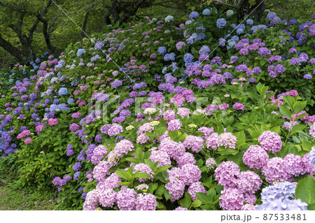 福知山華観音寺の紫陽花 87533481