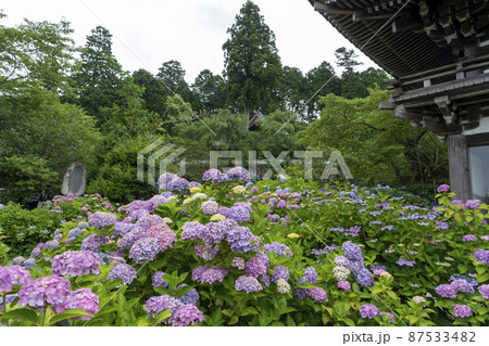 福知山華観音寺の紫陽花 87533482