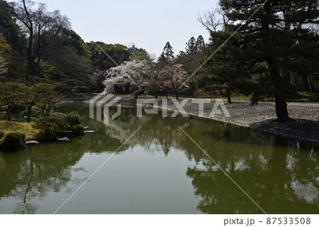 京都仙洞御所　醒花亭と桜 87533508