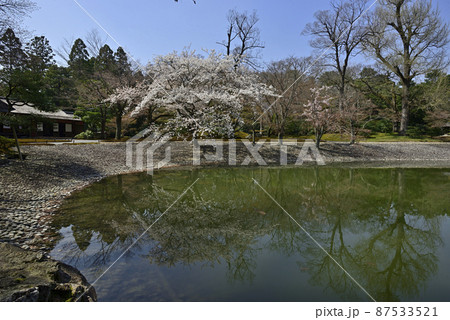 京都仙洞御所　醒花亭と桜 87533521