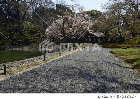 京都仙洞御所 醒花亭と桜 京都仙洞御所 醒花亭と桜 87533527