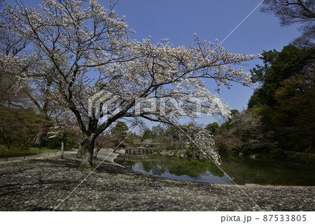 京都仙洞御所 桜の馬場 京都仙洞御所 桜の馬場 87533805