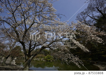 京都仙洞御所 桜の馬場 京都仙洞御所 桜の馬場 87533808