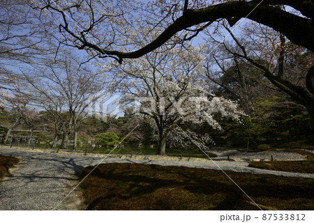 京都仙洞御所　桜の馬場 87533812