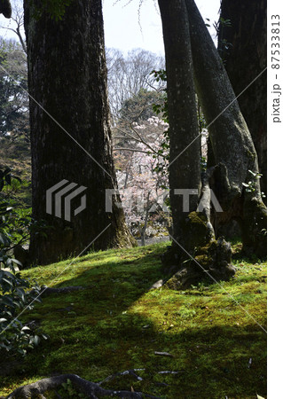 京都仙洞御所　桜の馬場 87533813