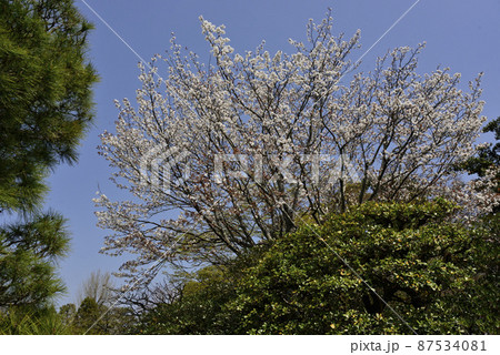 京都大宮御所御常御殿 南庭の桜 京都大宮御所御常御殿 南庭の桜 87534081