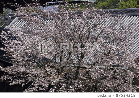 京都御所 紫宸殿 左近の桜 京都御所 紫宸殿 左近の桜 87534218