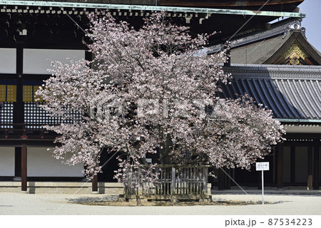 京都御所 紫宸殿 左近の桜 京都御所 紫宸殿 左近の桜 87534223