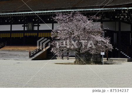 京都御所 紫宸殿 左近の桜 京都御所 紫宸殿 左近の桜 87534237