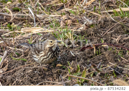 タヒバリ 87534282