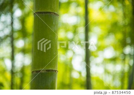 《京都府向日市》新緑の竹林 竹の径/ 《京都府向日市》新緑の竹林 竹の径/ 87534450