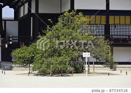 京都御所　紫宸殿　右近の橘 87534516