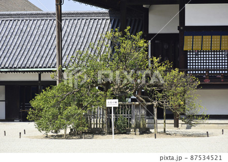京都御所 紫宸殿 右近の橘 京都御所 紫宸殿 右近の橘 87534521