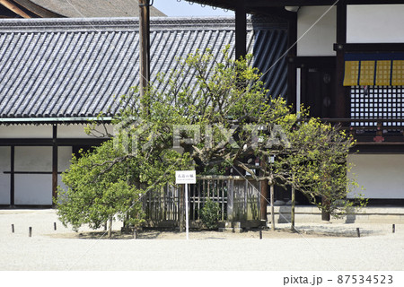京都御所　紫宸殿　右近の橘 87534523