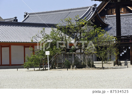 京都御所 紫宸殿 右近の橘 京都御所 紫宸殿 右近の橘 87534525