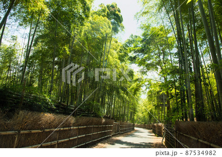 《京都府向日市》新緑の竹林 竹の径/ 87534982