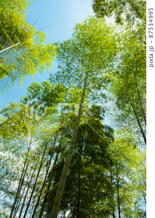 《京都府向日市》新緑の竹林 竹の径/ 87534995