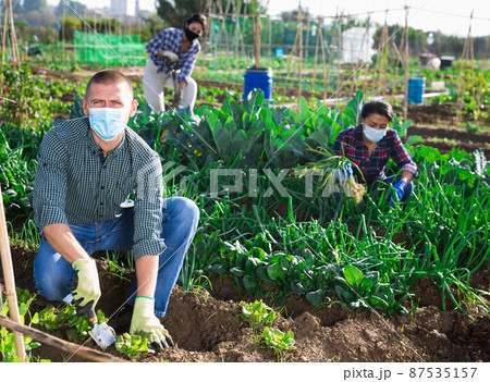 Amateur gardener in protective mask spudding young greens in vegetable garden Amateur gardener in protective mask spudding young greens in vegetable garden 87535157