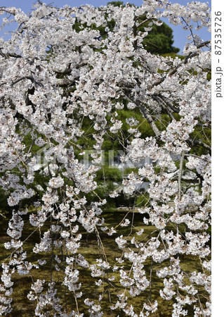 京都御所 枝垂れ桜 京都御所 枝垂れ桜 87535726