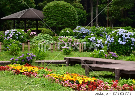 座間市 芹沢公園湿生植物コーナーの紫陽花と木道 座間市 芹沢公園湿生植物コーナーの紫陽花と木道 87535775