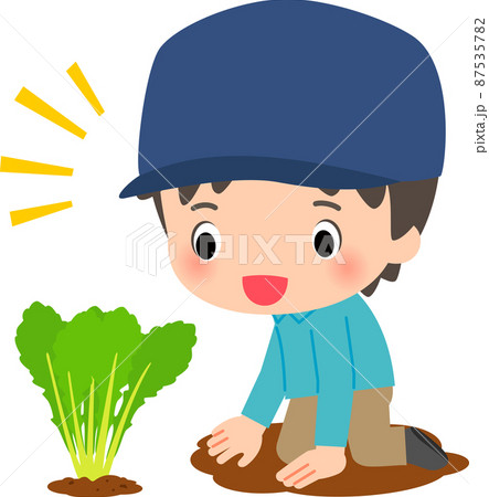 畑で作業する男性と作物 畑で作業する男性と作物 87535782