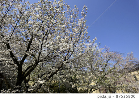京都府庁旧本館 容保桜 京都府庁旧本館 容保桜 87535900