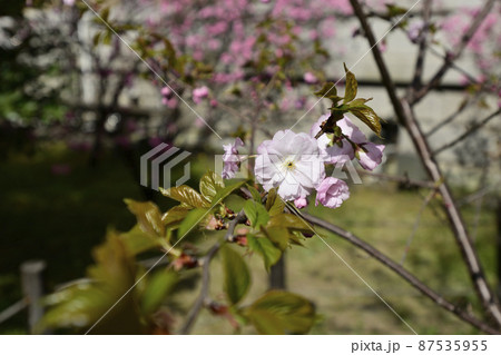 京都府庁旧本館 はるか桜の写真素材