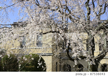 京都府庁旧本館　祇園枝垂桜 87536043