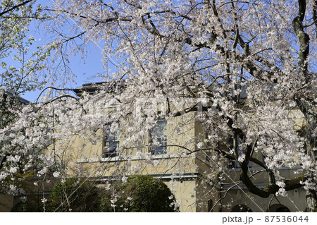 京都府庁旧本館　祇園枝垂桜 87536044