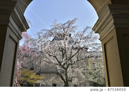 京都府庁旧本館　祇園枝垂桜 87536050